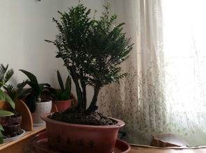 十种旺财旺宅的植物有哪些？