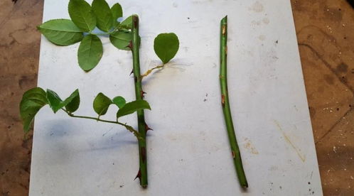 水培还是土培，你怎么选择？