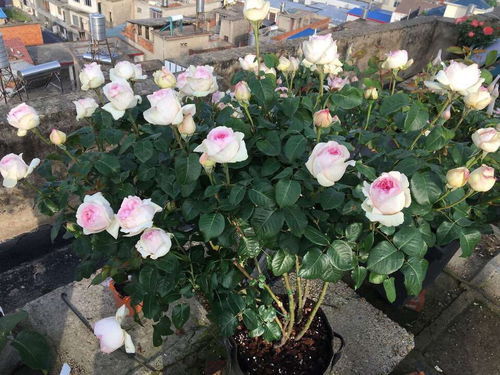 伊芙乙女心月季：浓香似天然香水， 美丽动人