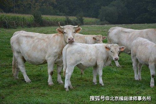 投资养狐狸养殖场，需考虑土地、设施、饲料等成本