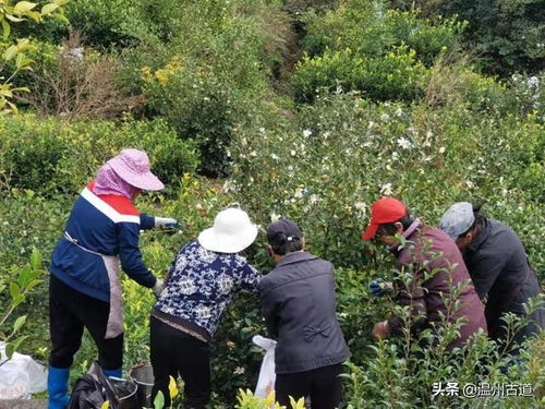 富宁茶油种植合作社：龙川茶油树基地联系方式