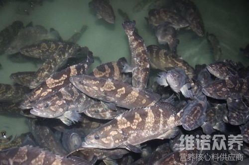 斑鱼和石斑鱼都吃鱼饲料吗？石斑鱼除了鱼饲料，还会吃猪肝吗？