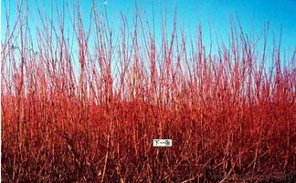 沈阳浑南新区：红瑞木和金银木，耐寒小嫩手！