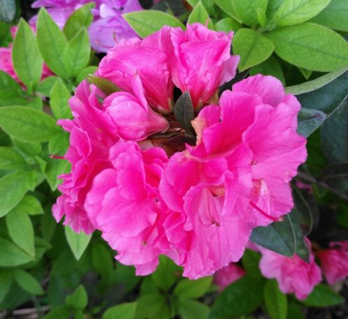 藤牡丹的观赏价值