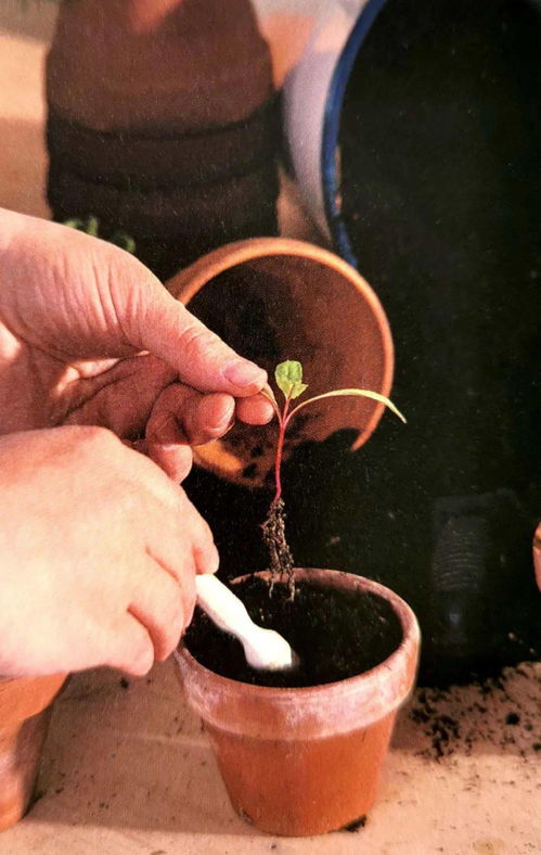 自创土法催芽装置