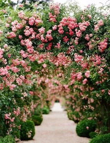 紫藤，那可是个好东西啊！