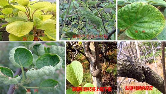 防治办法：保卫月季的防线