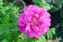 水分管理：水是生命的源泉