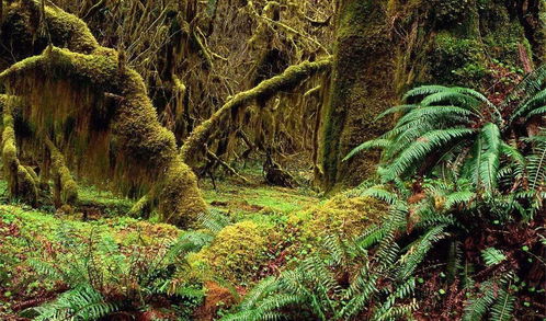 树木的影像， 让人心静如水