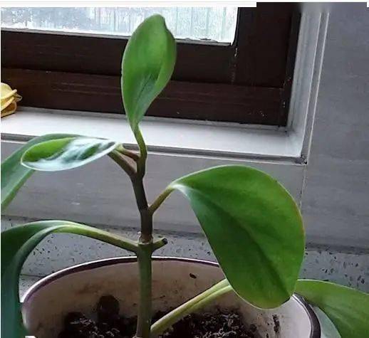 枯叶病， 植物健康的“杀手”