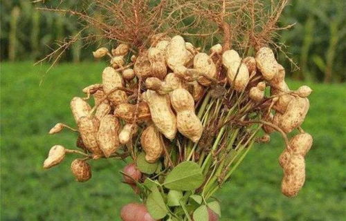 再说说一遍药的Zui佳选择