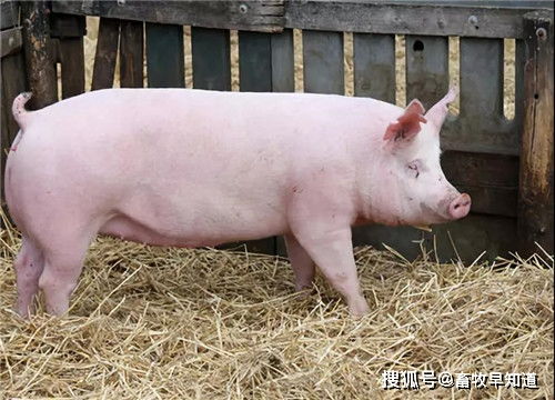 6月猪市供大于求，市场供需失衡