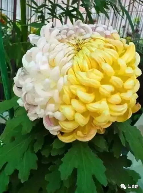 菊花一般在秋季开放？赏菊正当时
