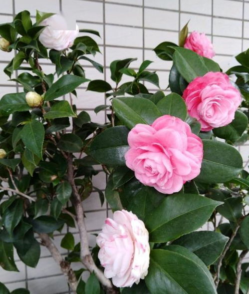 第四步：施肥，给它补充营养！