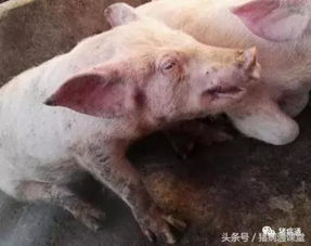 恩诺沙星在猪场中究竟有何神奇功效
