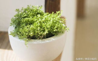 北方室内的花卉选择