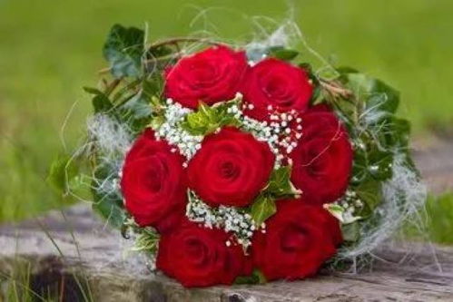 平淡的生活不求大富大贵， 家人朋友身体健康就挺好，养一盆长寿花，美好的希望dou在花儿里送人也特bie合适。