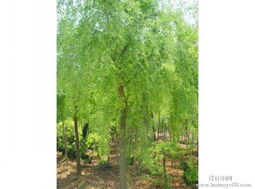 垂柳移栽， 春暖花开的期待