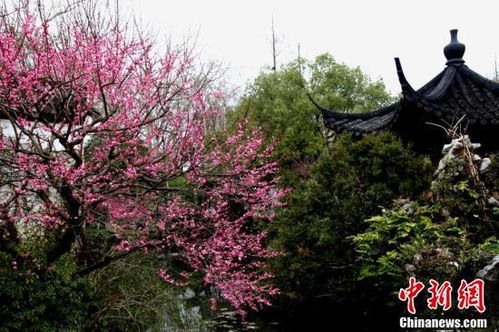 梅花冬天开吗？赏梅的季节和注意事项看这里