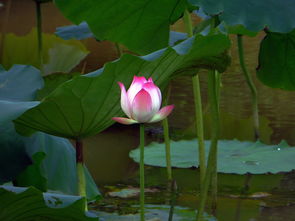 莲花，花中君子