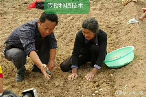 大蒜生长周期与除草剂施用的关系