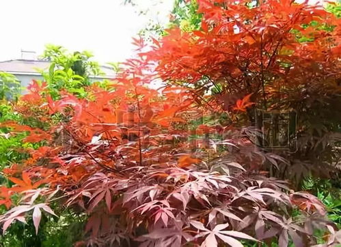 红枫花的花语和含义究竟蕴含着怎样的浓情美丽与寓意深远呢