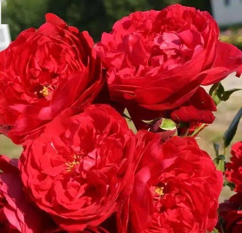 花朵的颜色与形态