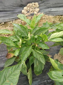 辣椒叶蔫了怎么办？试试这些农药吧！