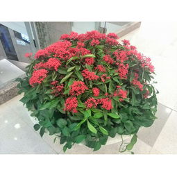 花卉学的价值：美丽与实用的结合