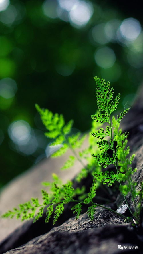 树下适合种什么农作物？这几种植物可以试试
