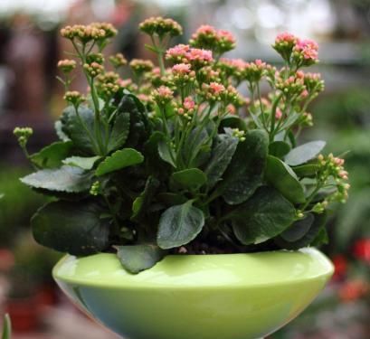 盆栽天下养护知识大杂烩