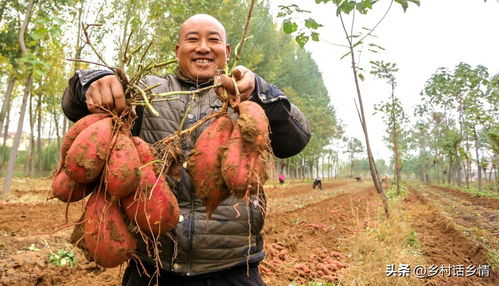 种植红薯时使用什么肥料效果最佳