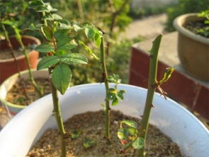 玫瑰花水培扦插的奇妙之旅