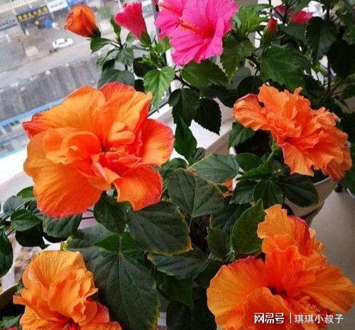 桑叶牡丹冬天怎么养护？如何让其在寒冷季节绽放