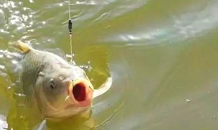 漂相好却没中鱼，是钓鱼过程中常见的问题