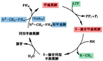 香蕉变质是由于微生物活动、酶促反应和外界环境因素共同作用的结果