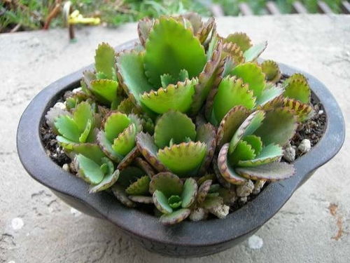 万年青：生长迅速， 适应性强