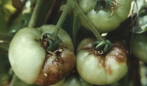 番茄晚疫病防治小技巧