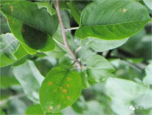 苹果树雨前打什么杀菌剂？