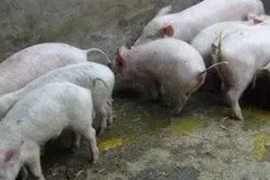 冬季仔猪高效养殖八法：保暖、营养、防疫、通风、消毒、防潮、监测、调教