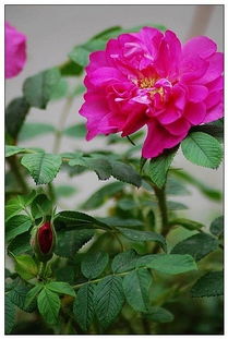 ：茶香四溢，月季玫瑰共舞