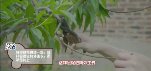想种好桃树？桃树修剪技术视频全集教你变专家