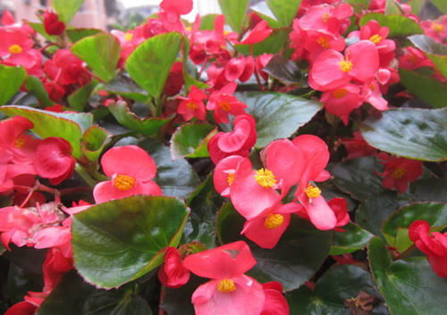 火祭开花， 美丽绽放的秘密