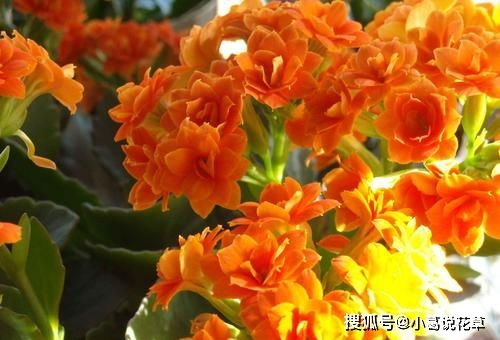 长寿花怎么养护才能使其花开得更加旺盛且延长花期