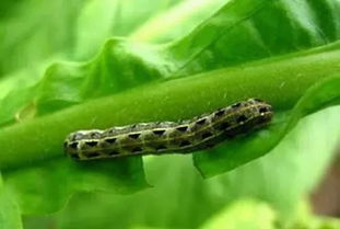 茚虫威：杜邦公司研发的二嗪类杀虫剂