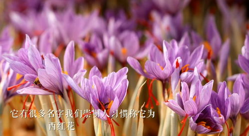 西红花种植技术与栽培过程中，如何确保其生长周期和品质