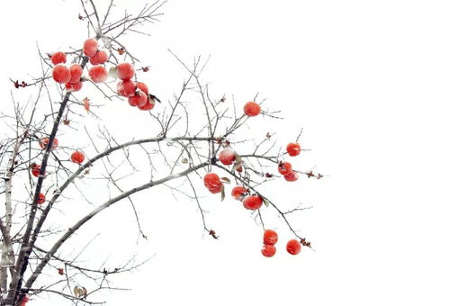 秋天到了枝头上的宝贝们慢慢熟了