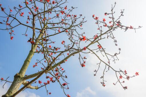 揭秘木棉花：象征与寓意解析，揭示其背后的人的故事