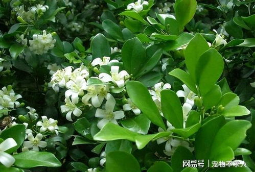 九里香花期有多长？在养殖过程中需要注意哪些事项