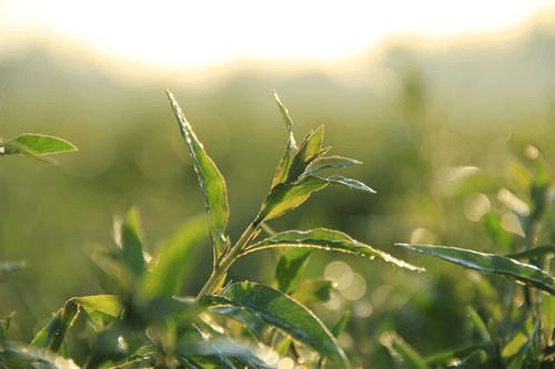 枸杞与道家的养生